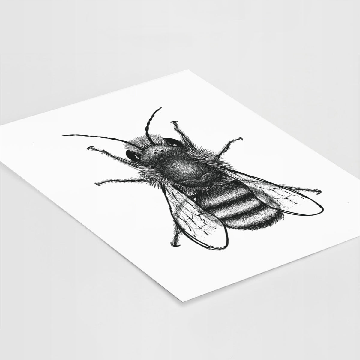 Osmia Bicornis - Red Mason Bee - Fine Art Print