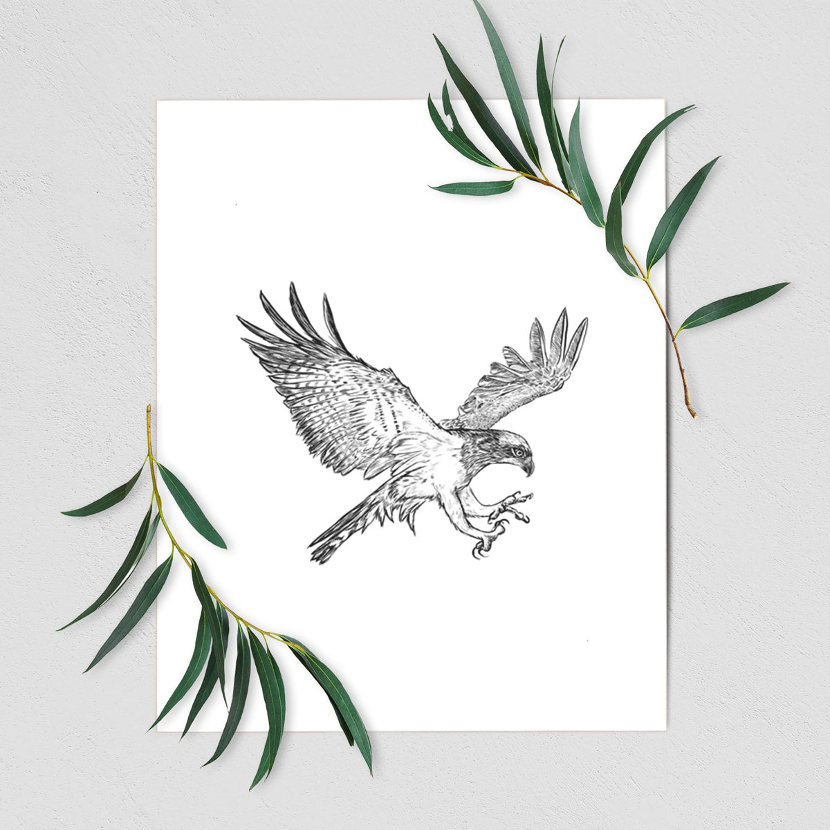 Osprey - Pandion haliaetus - Fine Art Print