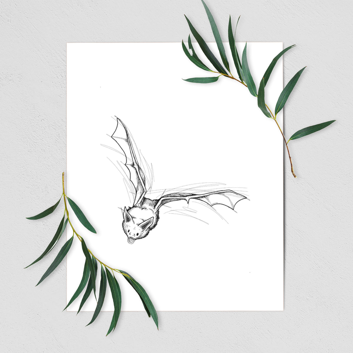 Pallid Bat - Antrozous pallidus - Fine Art Print