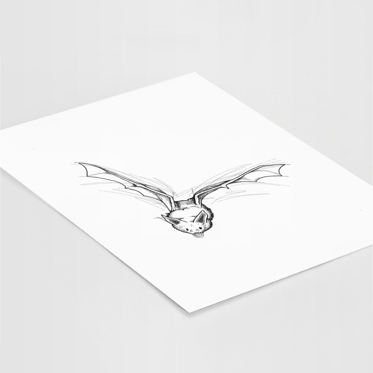 Pallid Bat - Antrozous pallidus - Fine Art Print