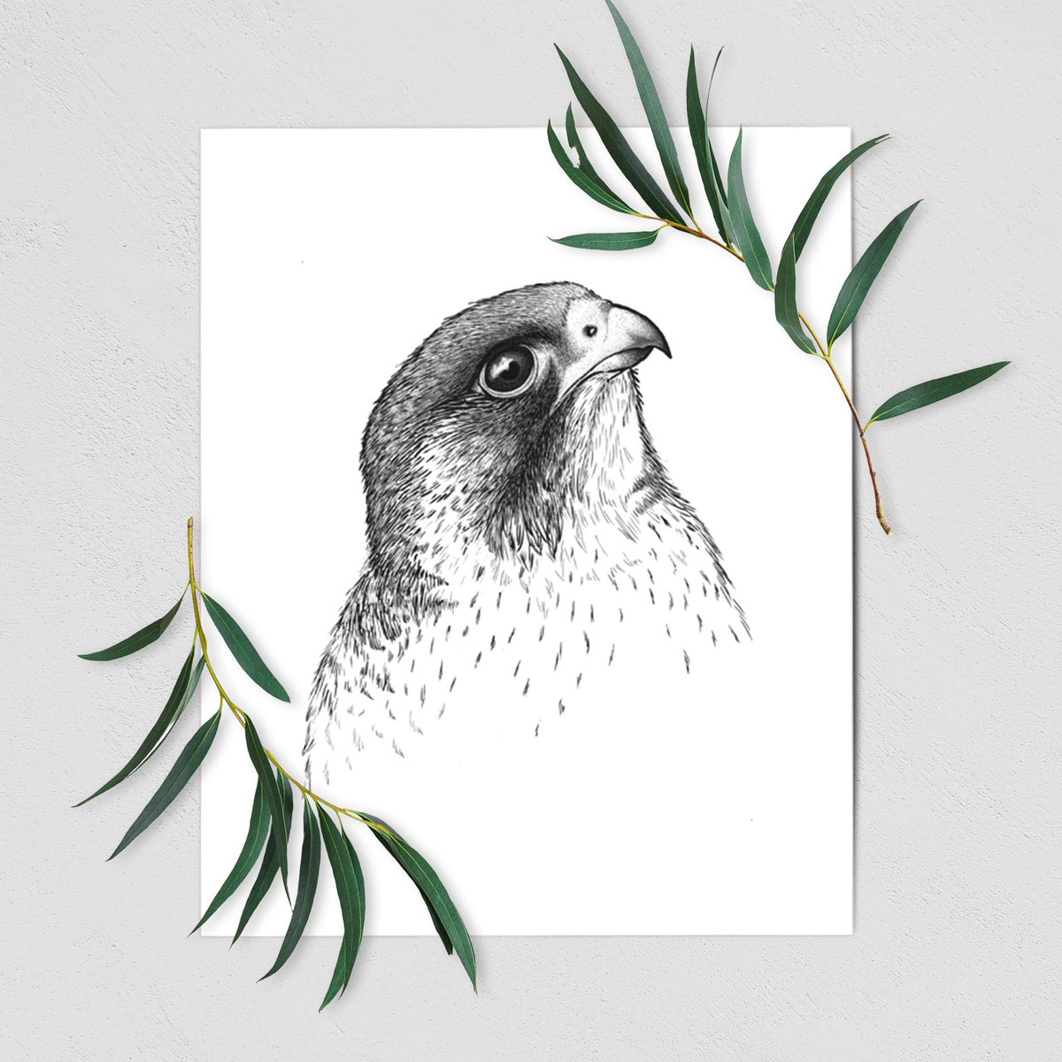 Peregrine Falcon - Falco peregrinus - Fine Art Print