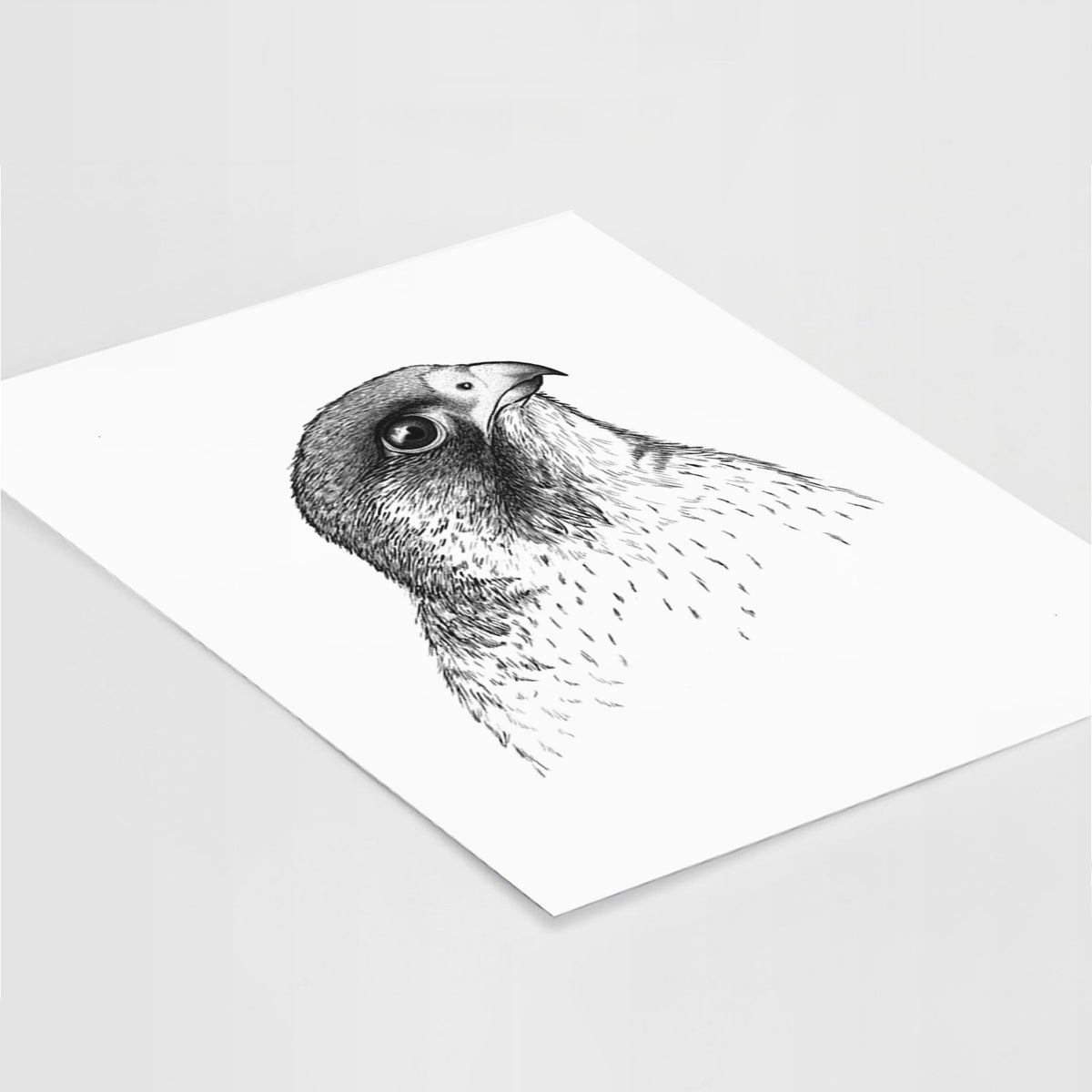 Peregrine Falcon - Falco peregrinus - Fine Art Print