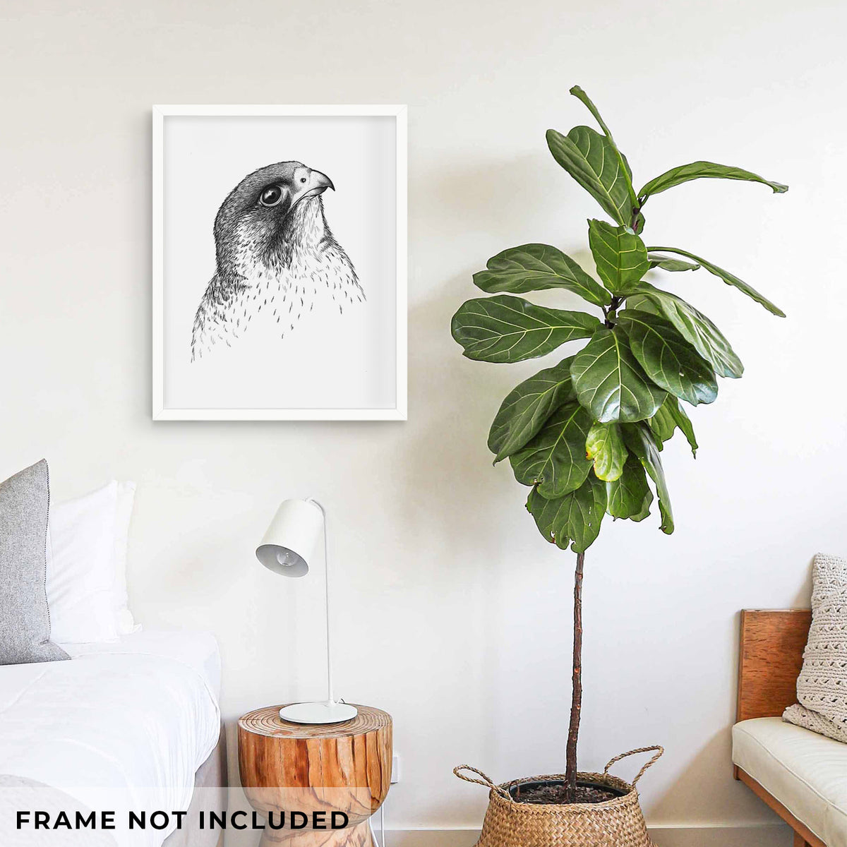 Peregrine Falcon - Falco peregrinus - Fine Art Print