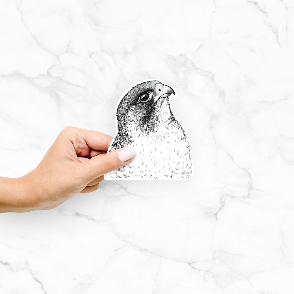 Peregrine Falcon - Falco peregrinus - Decal Sticker