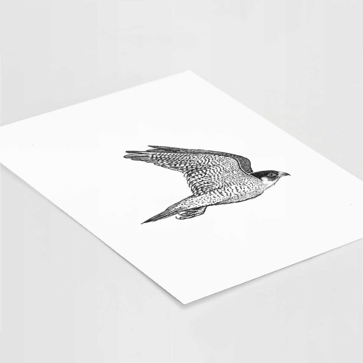 Flying Peregrine - Falco peregrinus - Fine Art Print