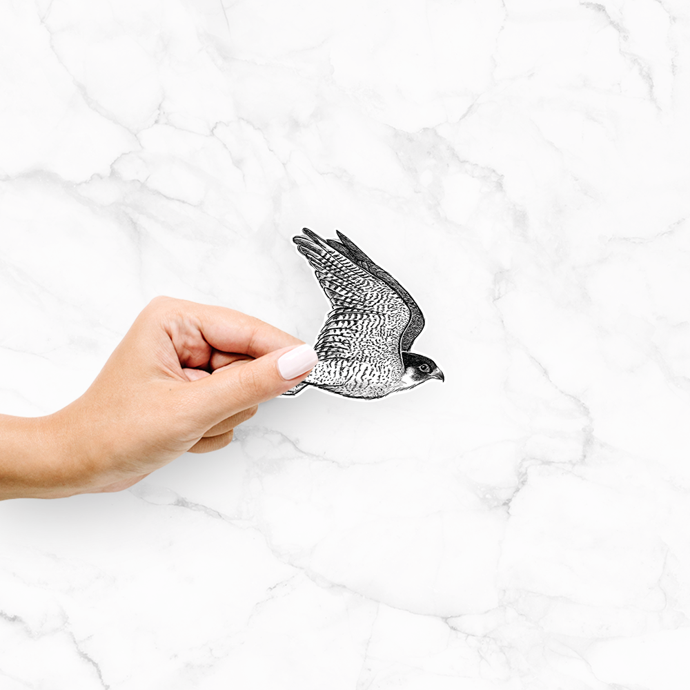 Flying Peregrine Falcon - Falco peregrinus - Decal Sticker