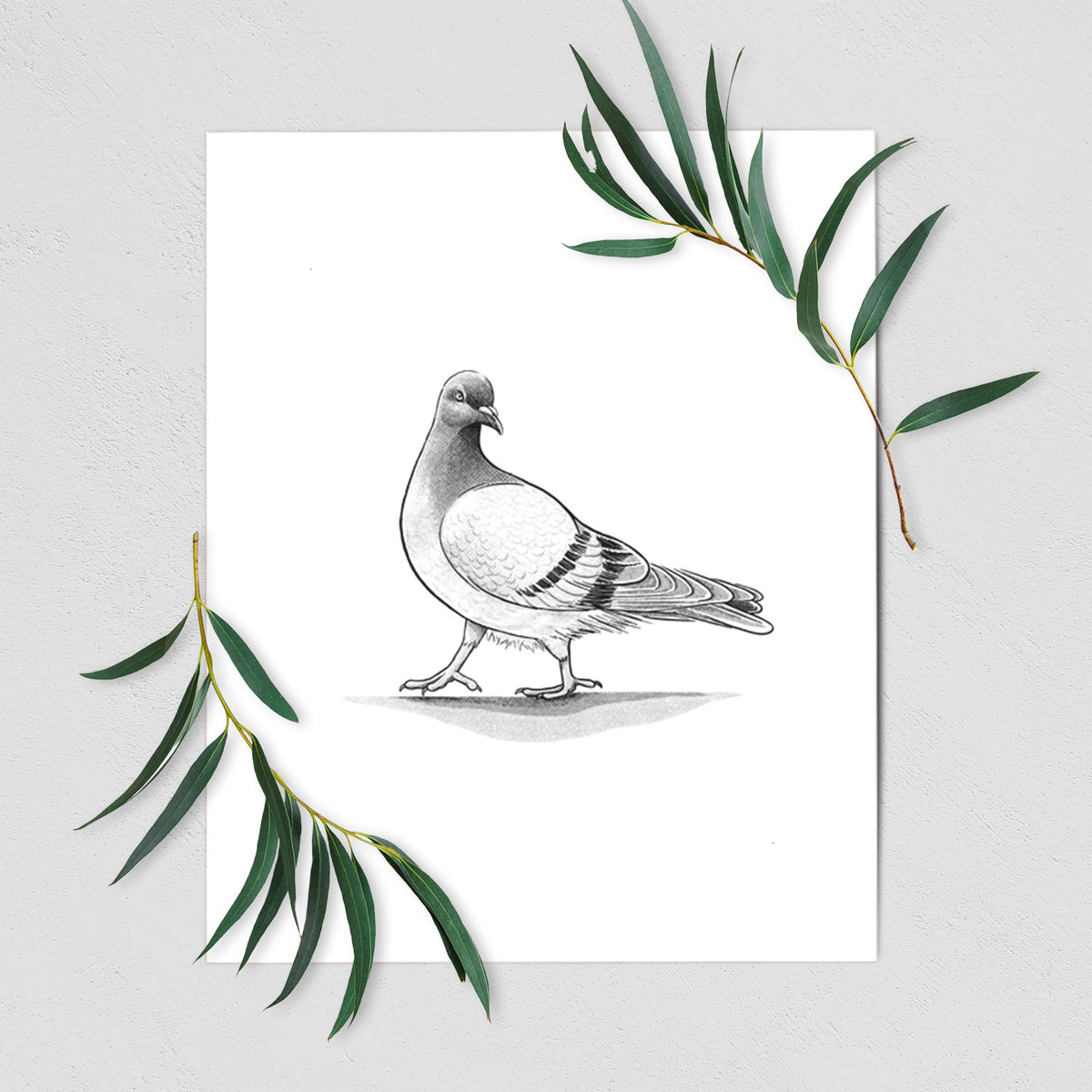 Pigeon / City Dove - Columba livia domestica - Fine Art Print