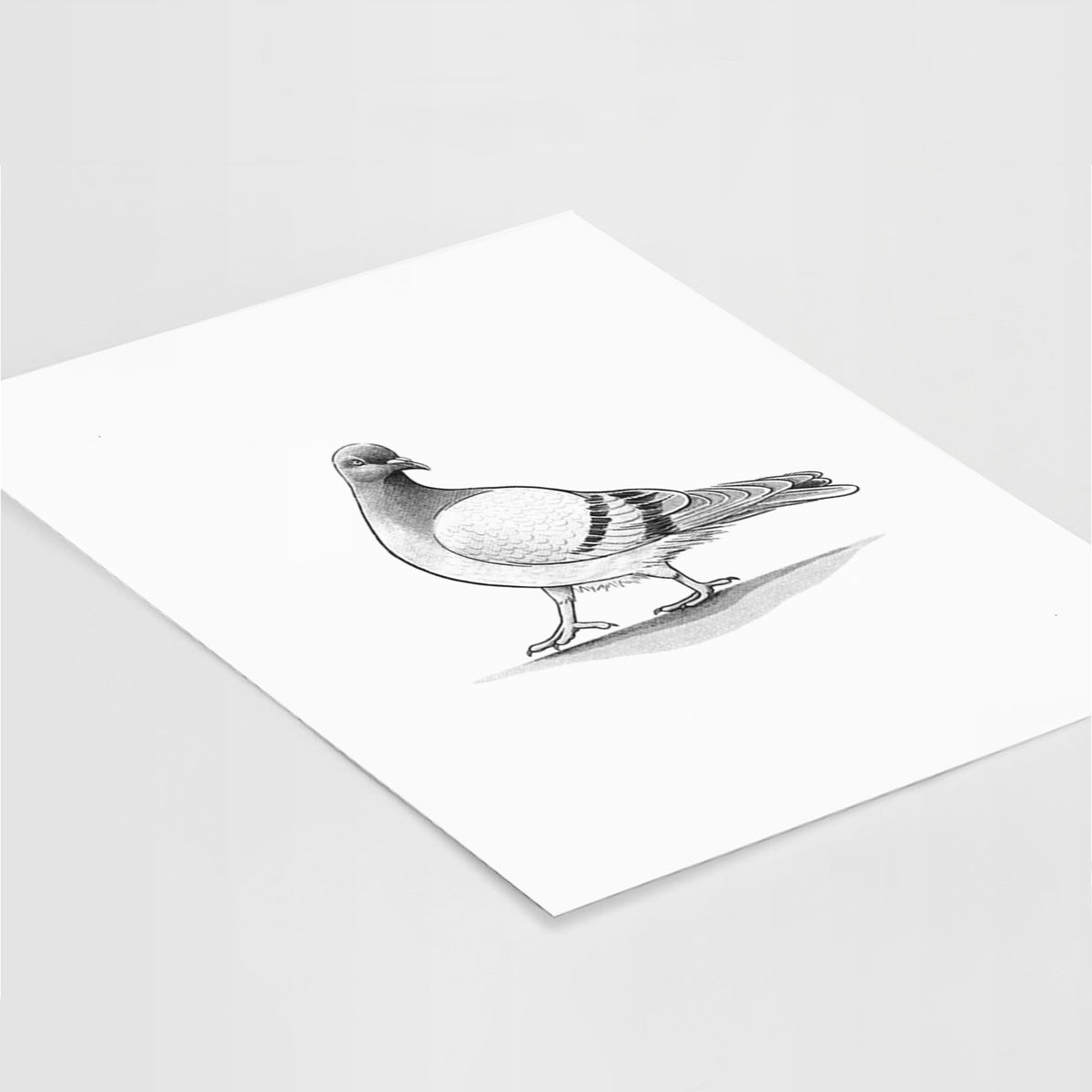 Pigeon / City Dove - Columba livia domestica - Fine Art Print