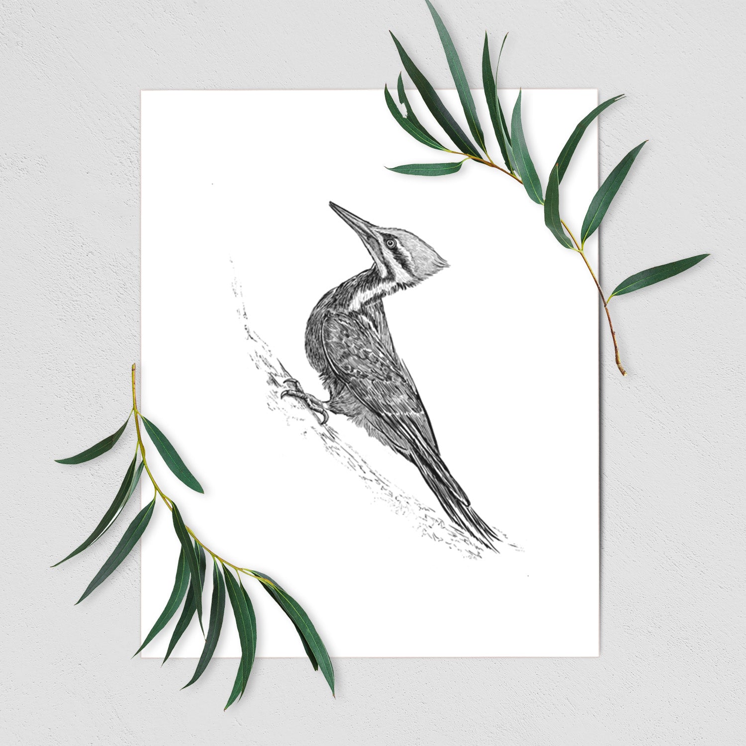 Pileated Woodpecker - Dryocopus pileatus - Fine Art Print