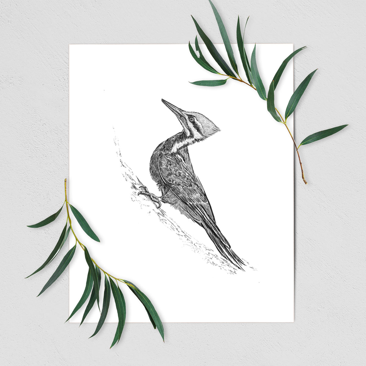 Pileated Woodpecker - Dryocopus pileatus - Fine Art Print