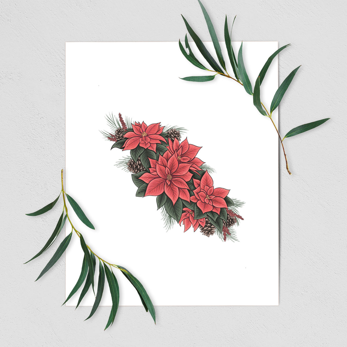 Winter Poinsettias - Euphorbia pulcherrima - Fine Art Print