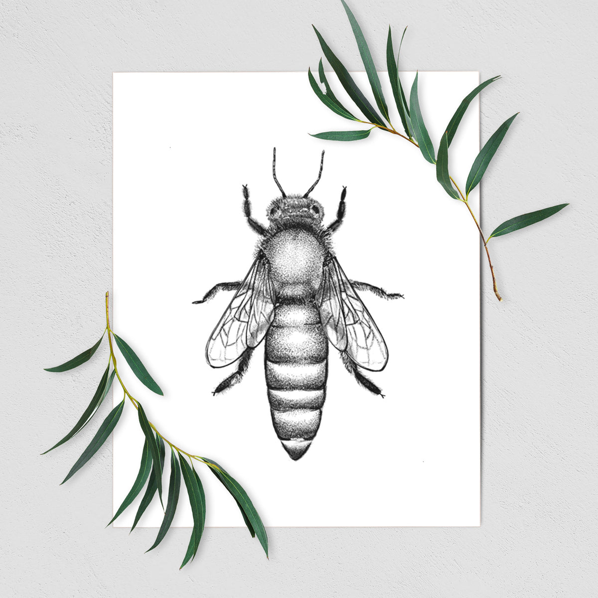 Queen Bee Apis Mellifera - Fine Art Print