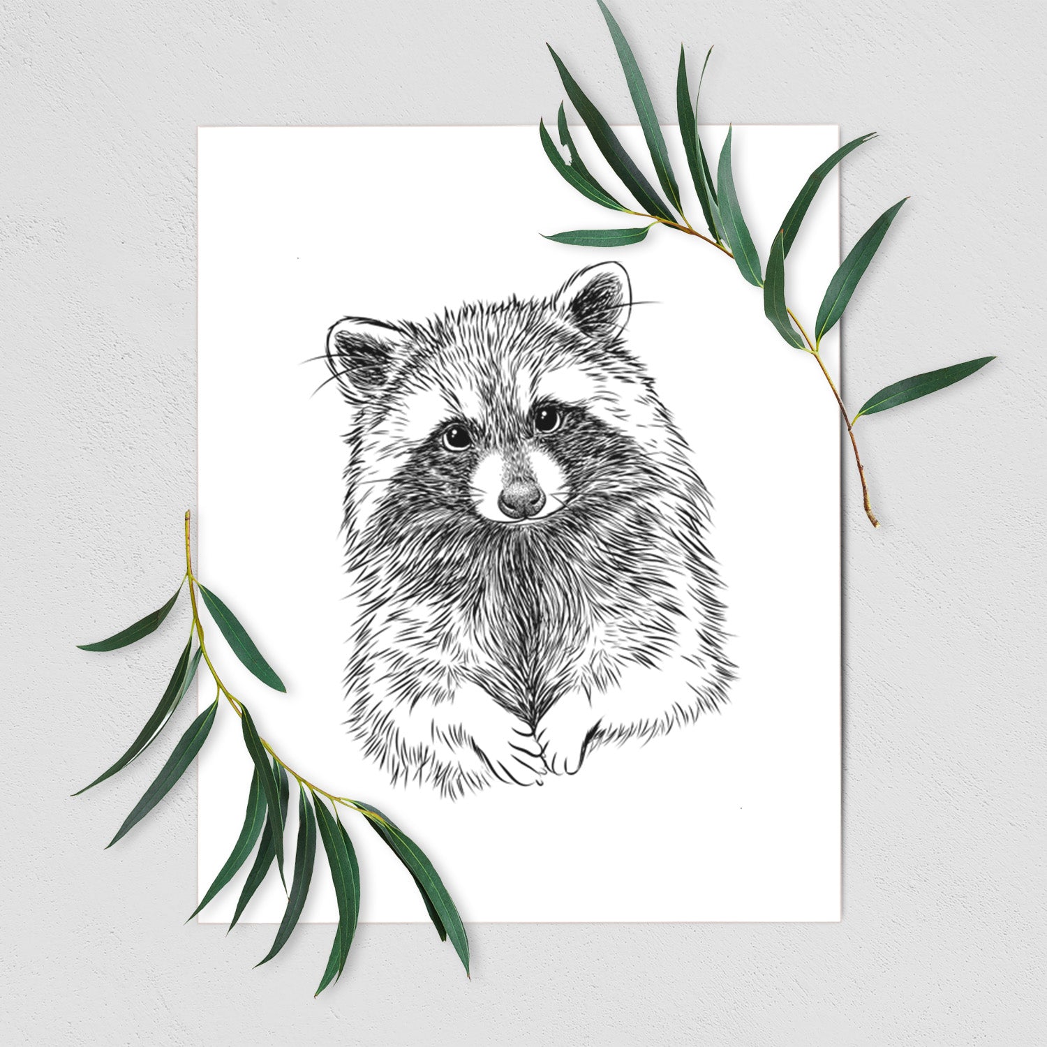 Raccoon - Procyon lotor - Fine Art Print
