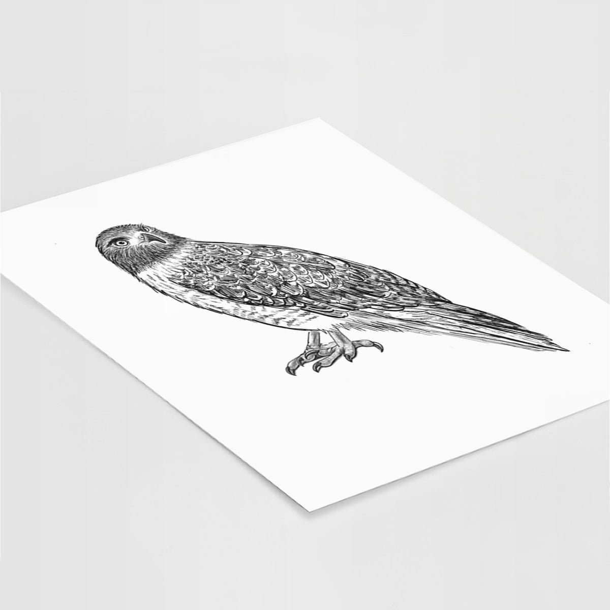 Red-tailed Hawk - Buteo jamaicensis - Fine Art Print