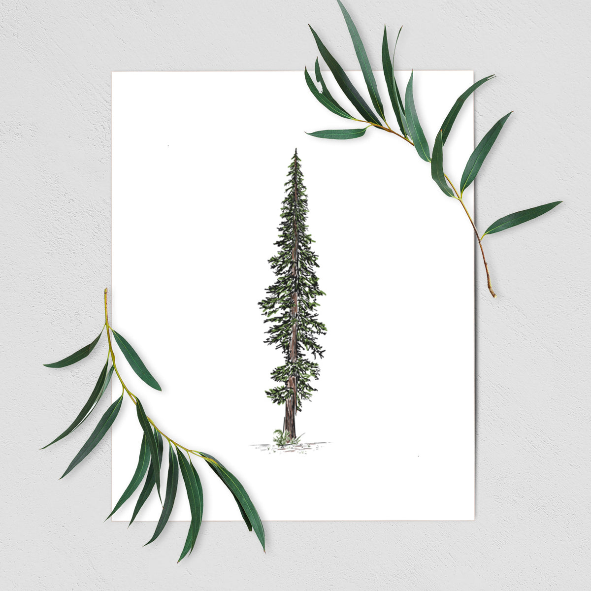 Lone Redwood - Fine Art Print