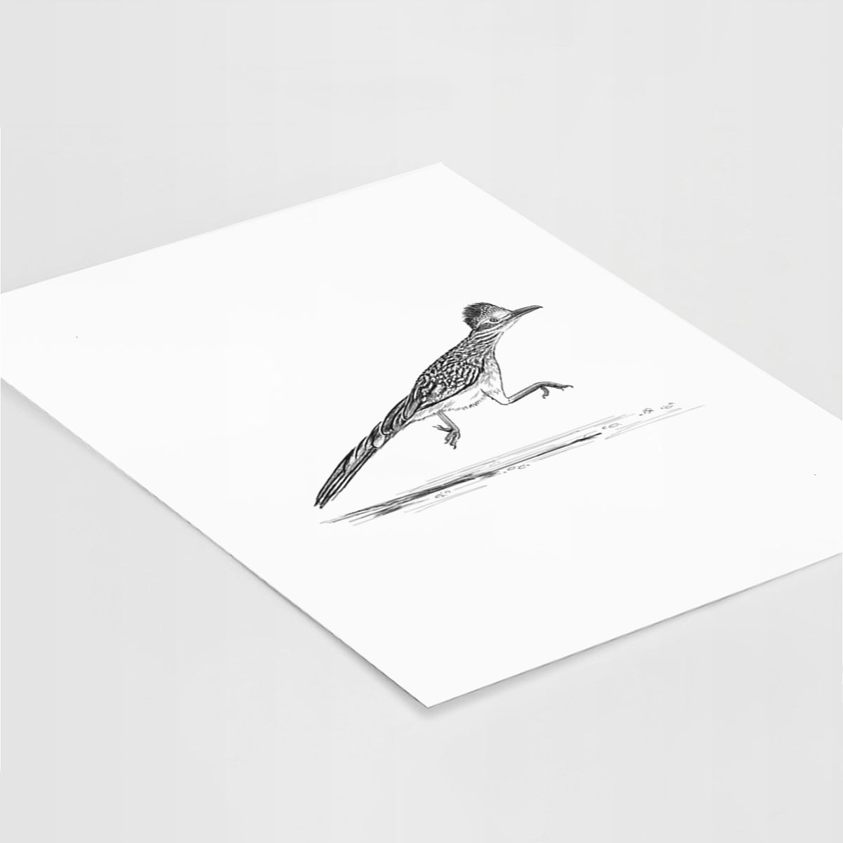 Greater Roadrunner - Geococcyx californianus - Fine Art Print