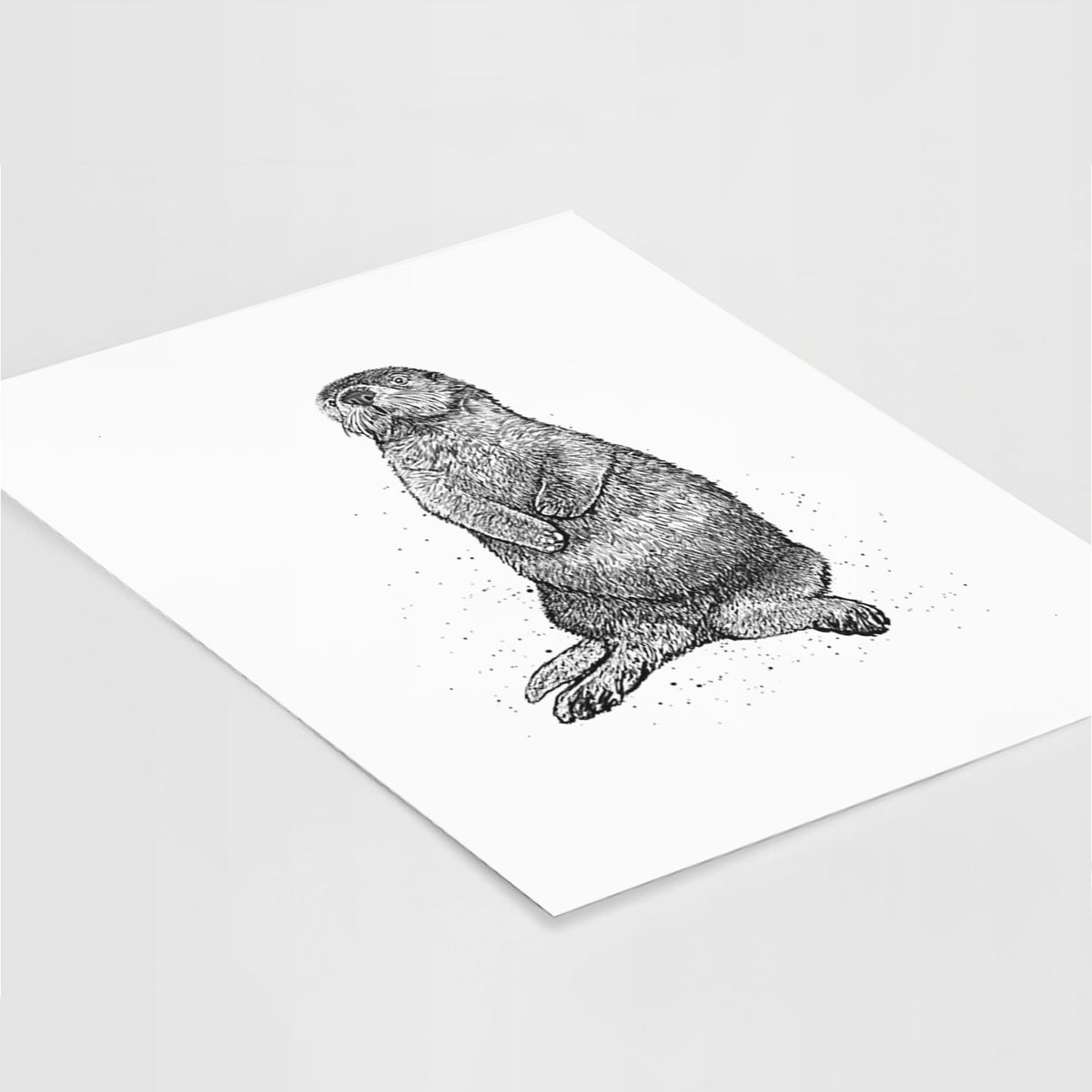 Enhydra lutris - California Sea Otter - Fine Art Print