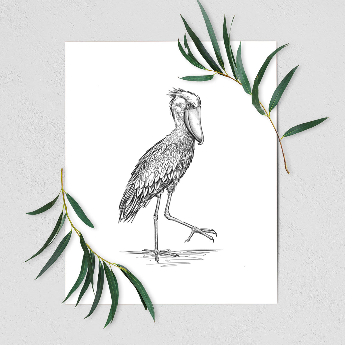 Shoebill Stork - Balaeniceps rex - Fine Art Print
