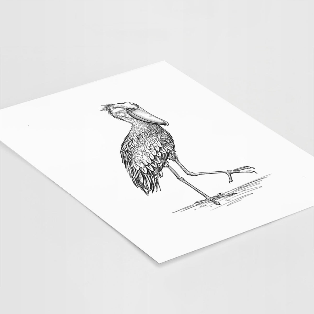 Shoebill Stork - Balaeniceps rex - Fine Art Print