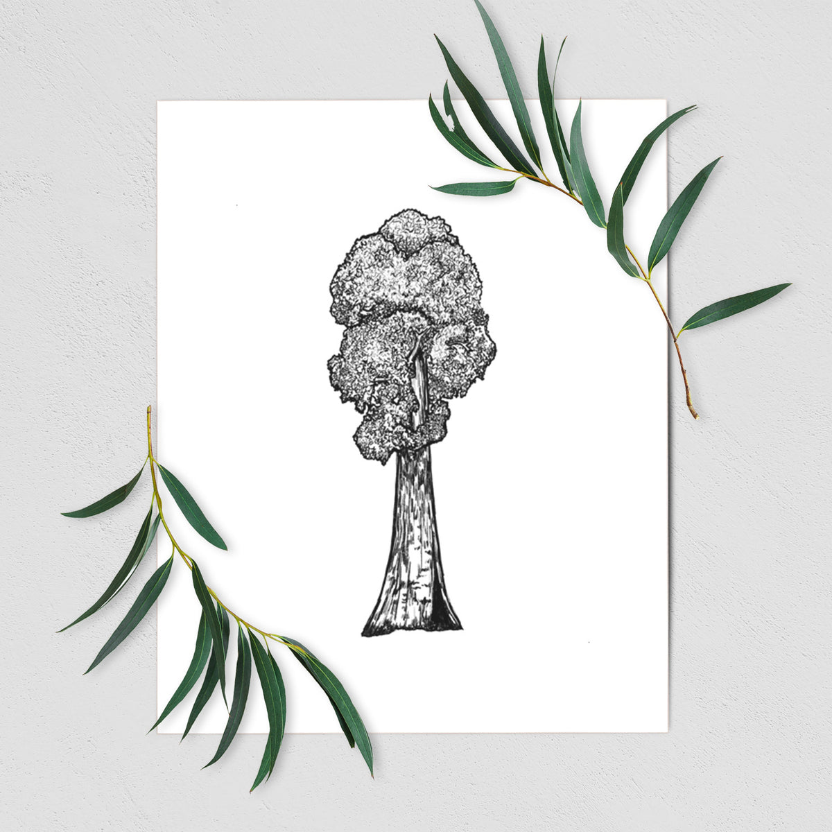 Sequoia - Fine Art Print