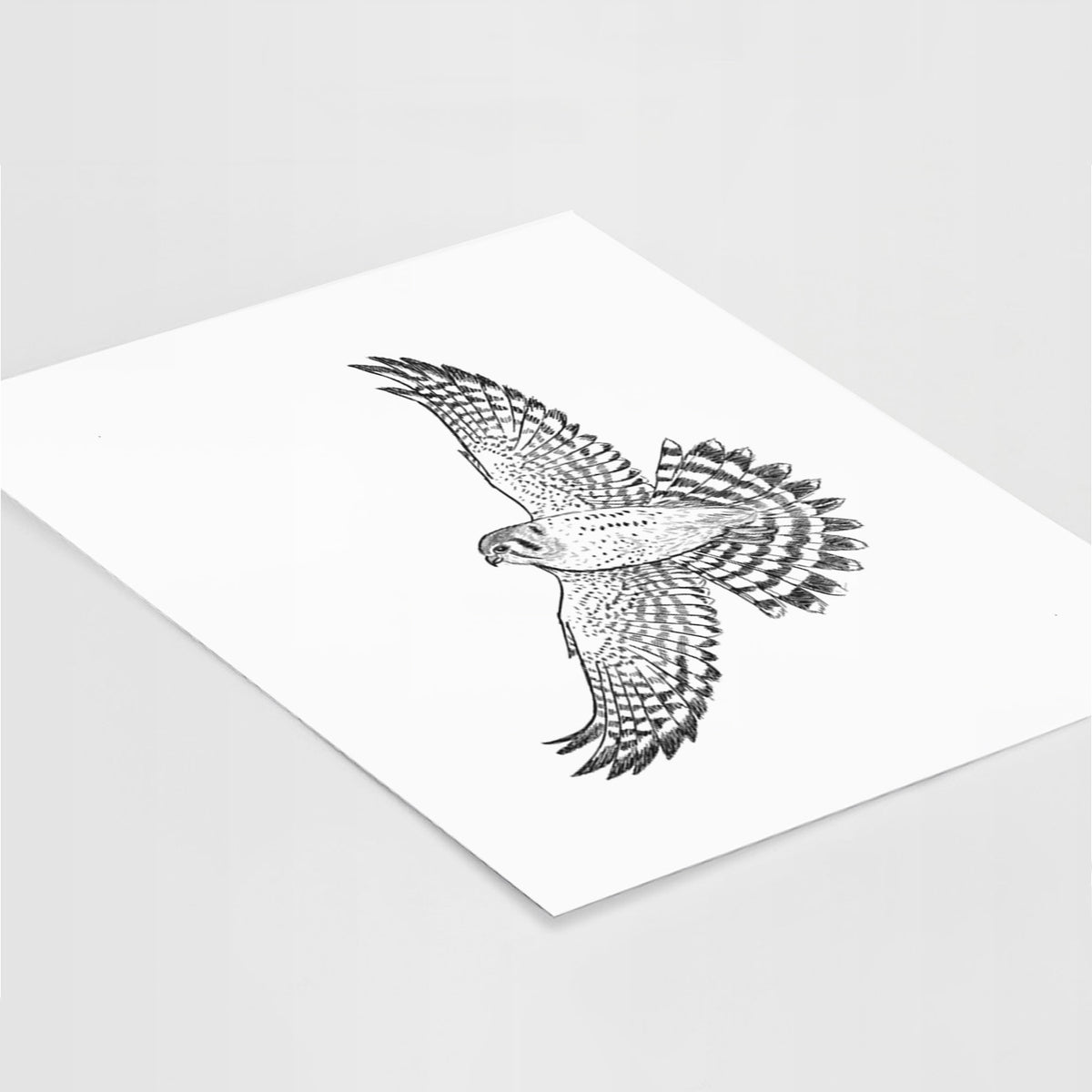 Soaring American Kestrel - Falco sparverius - Fine Art Print