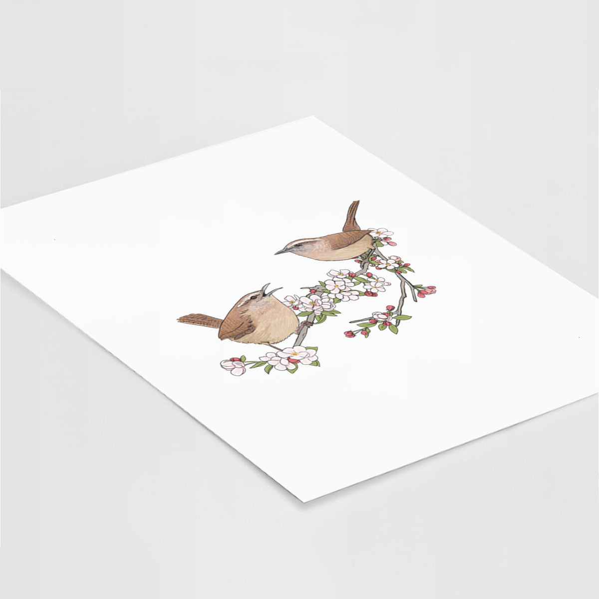 Spring Carolina Wrens on a Blooming Crabtree Branch - Fine Art Print