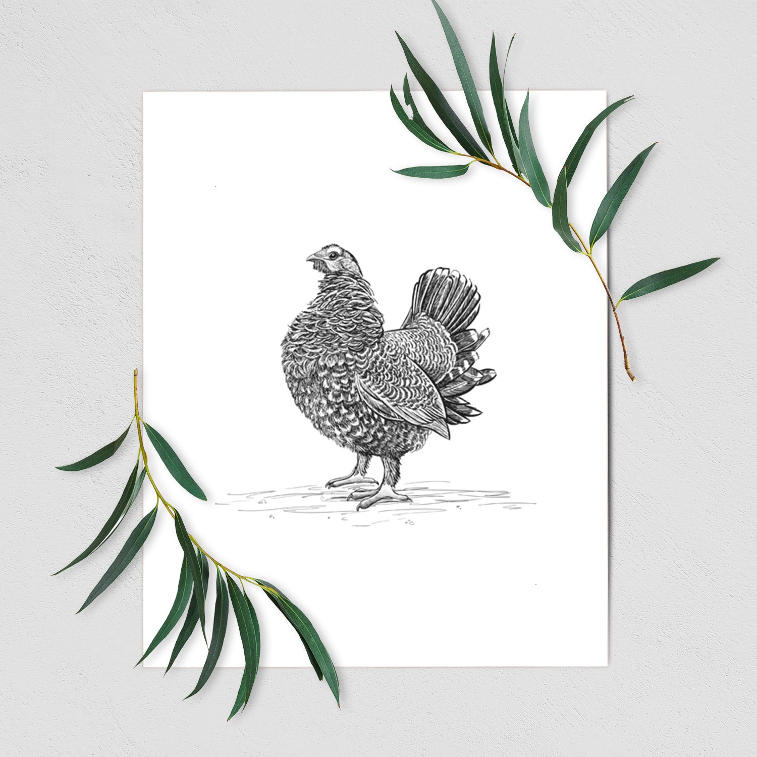 Male Spruce Grouse - Canachites canadensis - Fine Art Print