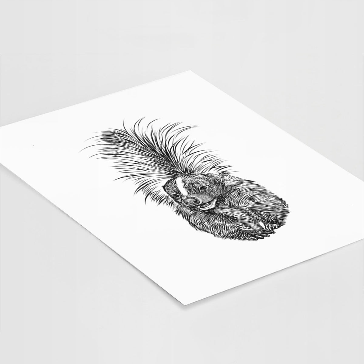 Striped Skunk - Mephitis mephitis - Fine Art Print