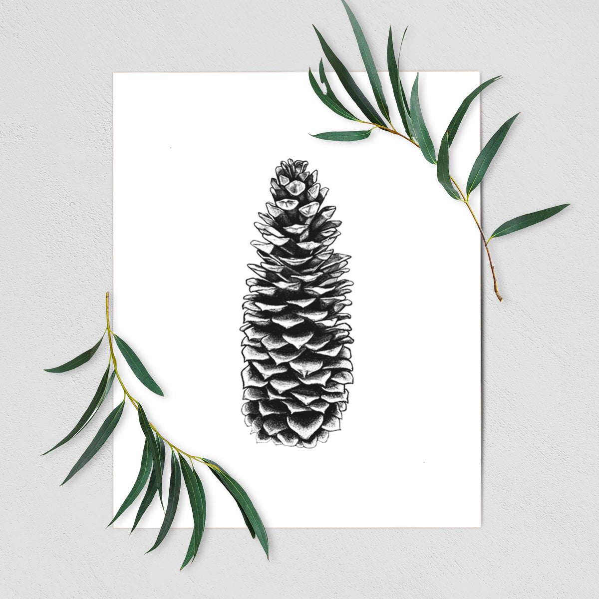 Sugar Pine Cone - Pinus lambertiana - Fine Art Print