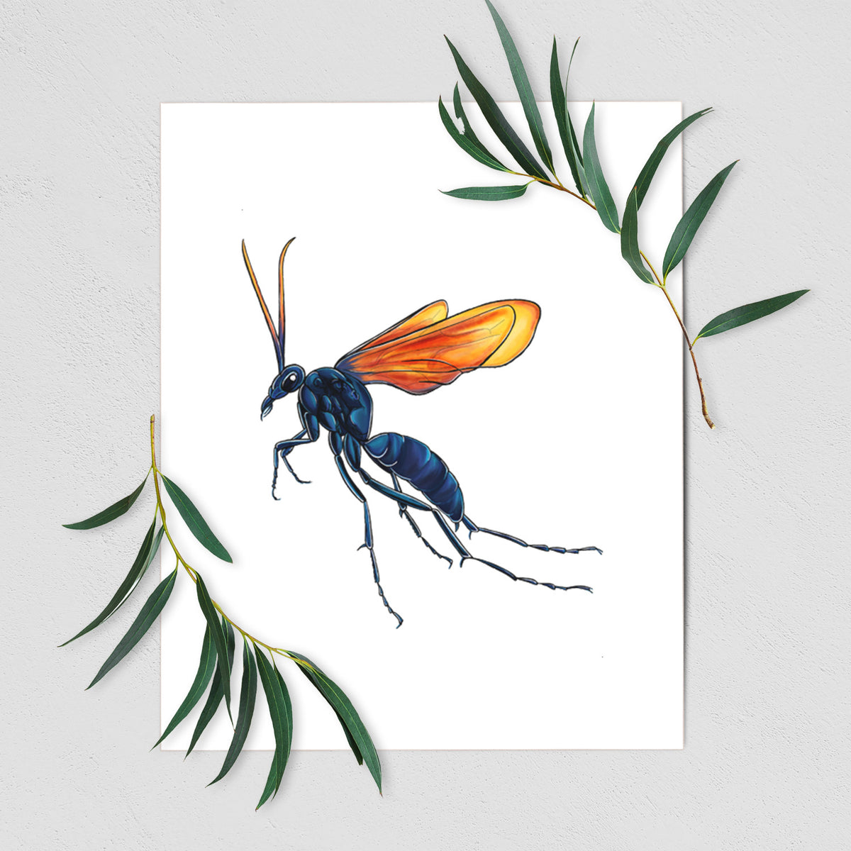 Tarantula Hawk Wasp - Pepsis grossa - Fine Art Print
