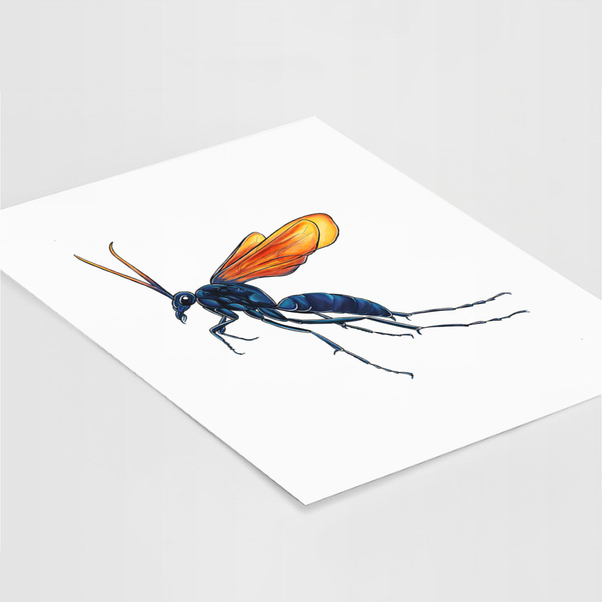 Tarantula Hawk Wasp - Pepsis grossa - Fine Art Print