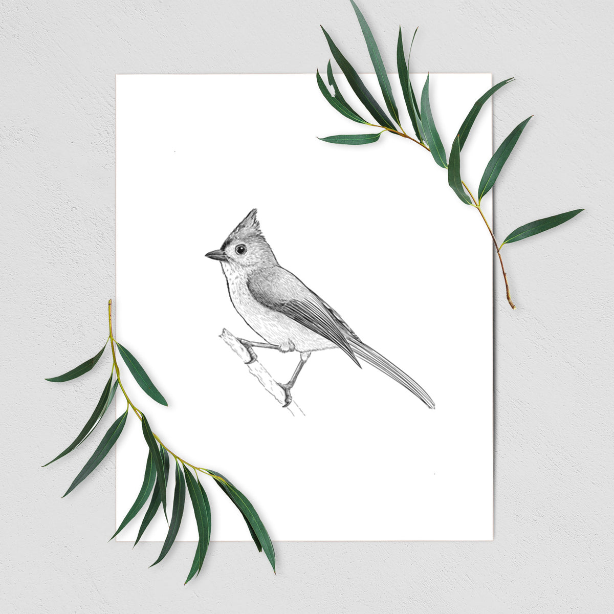 Tufted Titmouse - Baeolophus bicolor - Fine Art Print