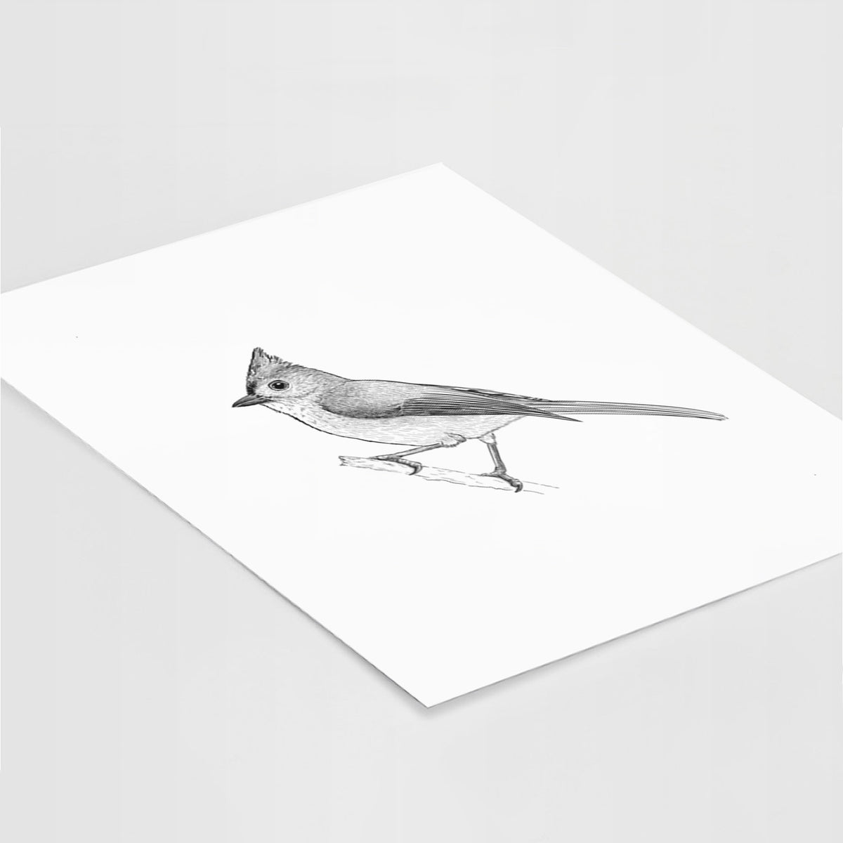 Tufted Titmouse - Baeolophus bicolor - Fine Art Print