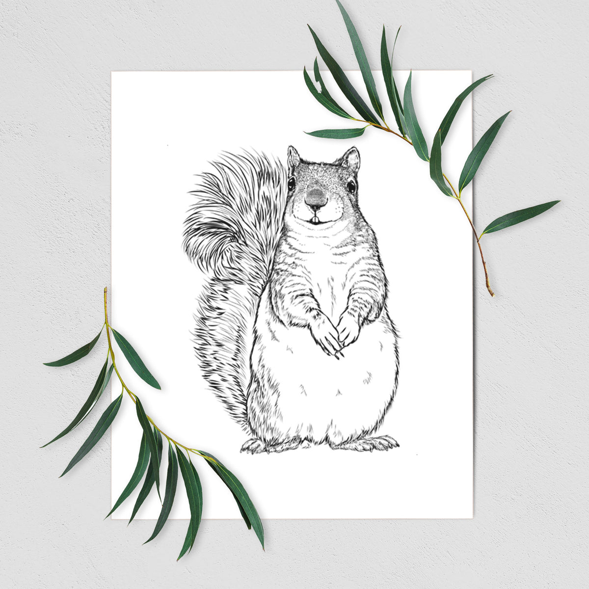 Western Grey Squirrel - Sciurus griseus - Fine Art Print