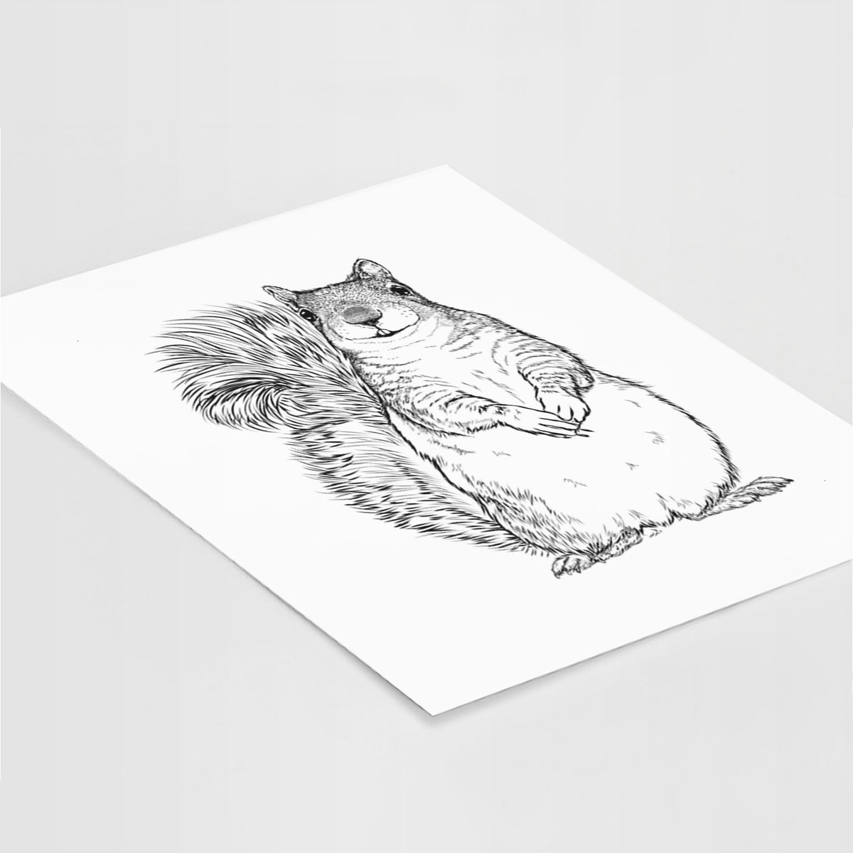 Western Grey Squirrel - Sciurus griseus - Fine Art Print