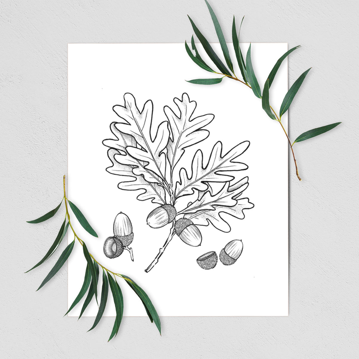 White Oak Branch with Acorns - Quercus alba - Fine Art Print