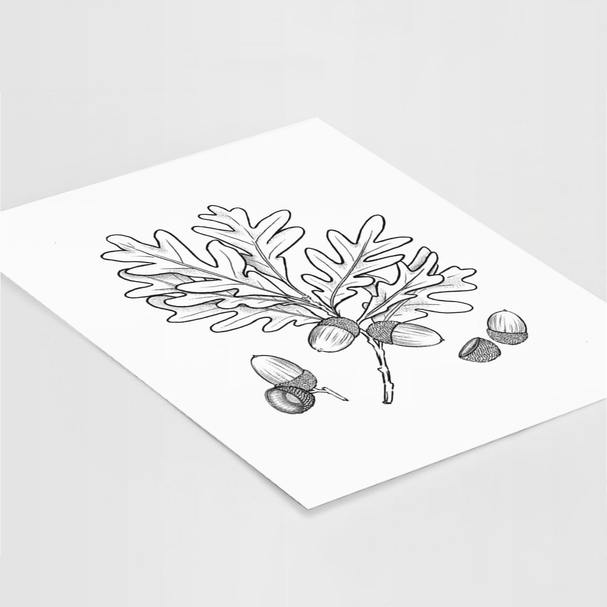 White Oak Branch with Acorns - Quercus alba - Fine Art Print