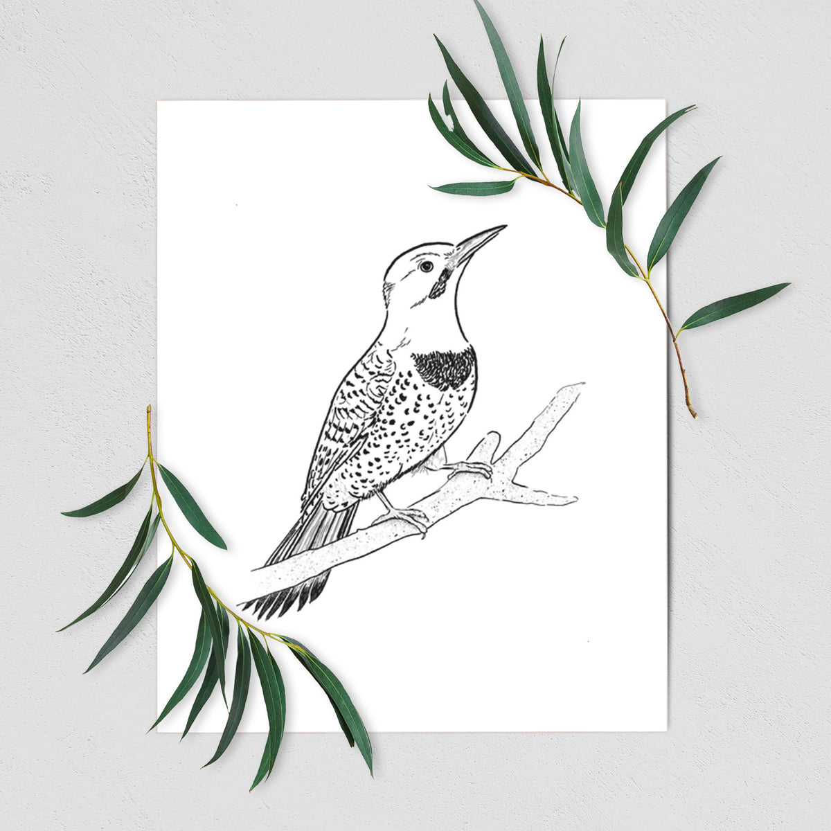 Northern Flicker (Yellow-shafted) - Colaptes auratus - Fine Art Print