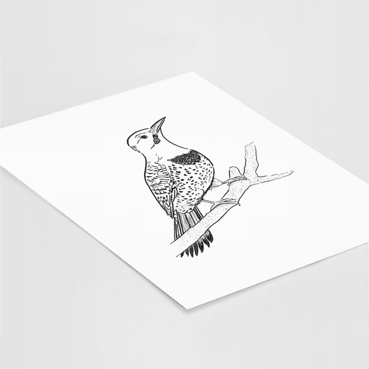 Northern Flicker (Yellow-shafted) - Colaptes auratus - Fine Art Print