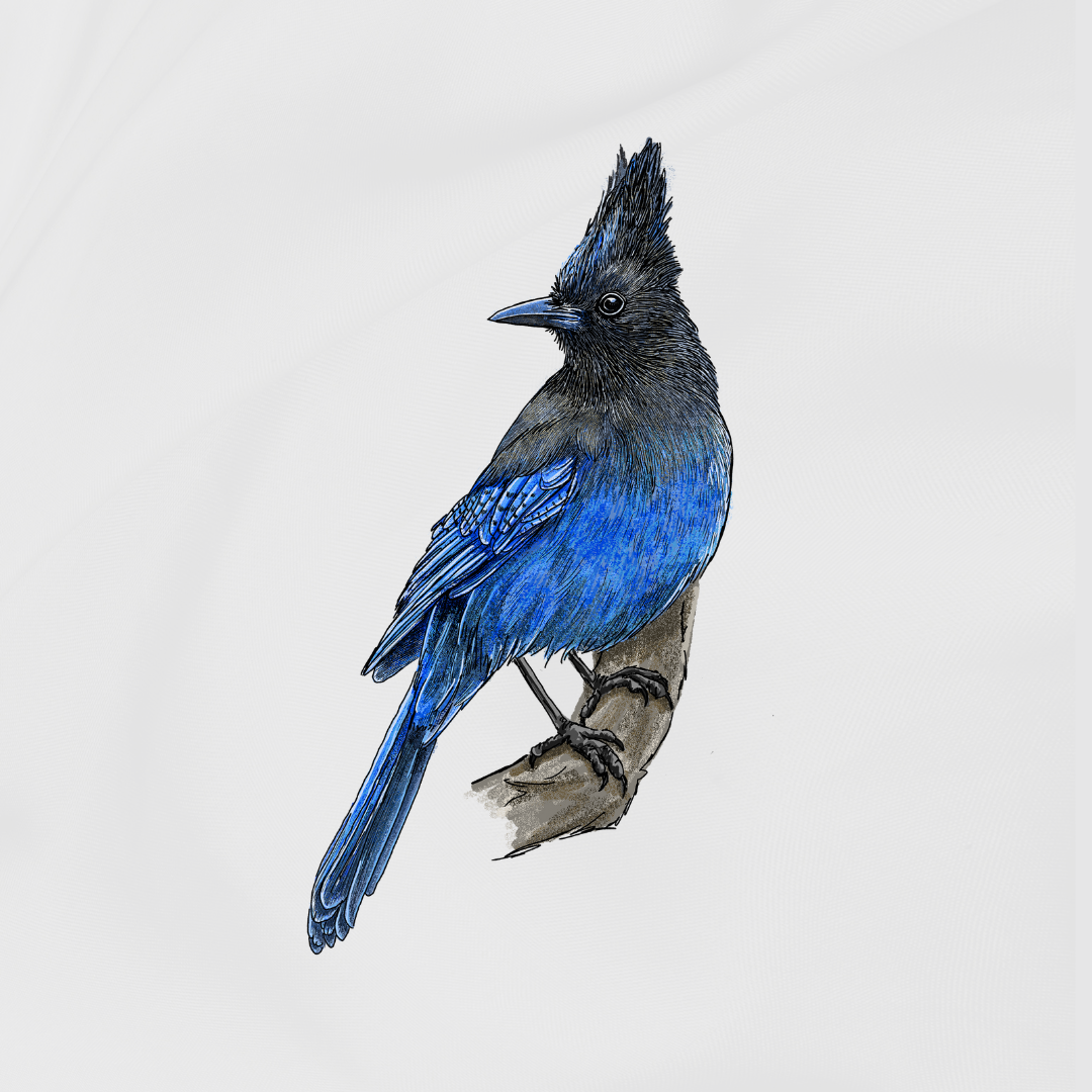 Alt Image