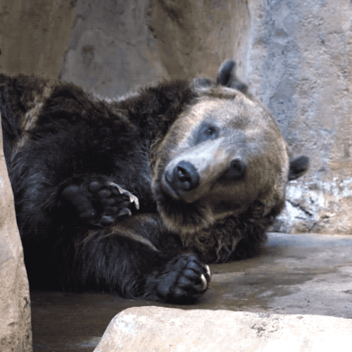 A gif of a sleep bear half waving and laying his head down