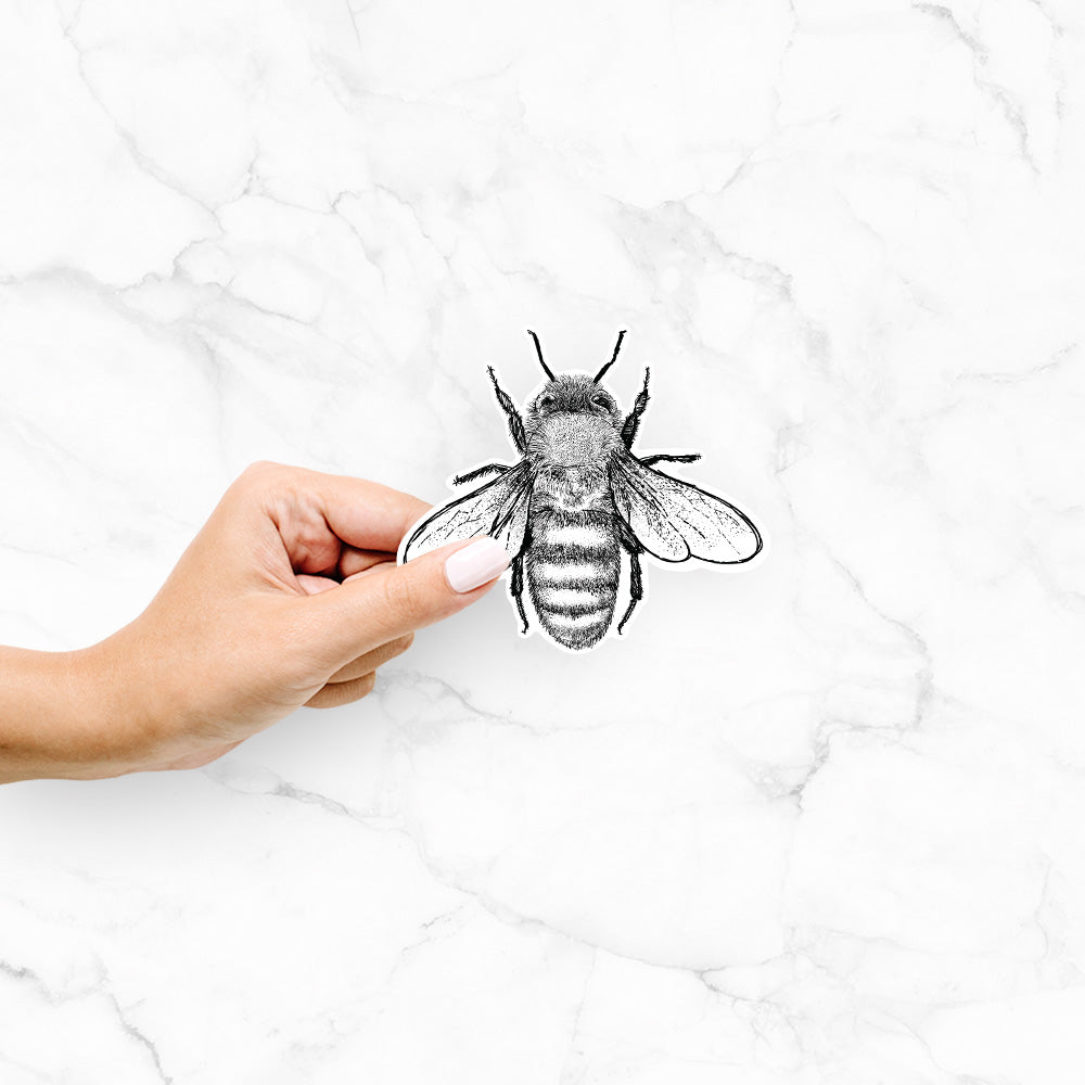 Honey bee sticker decal - Apis Mellifera
